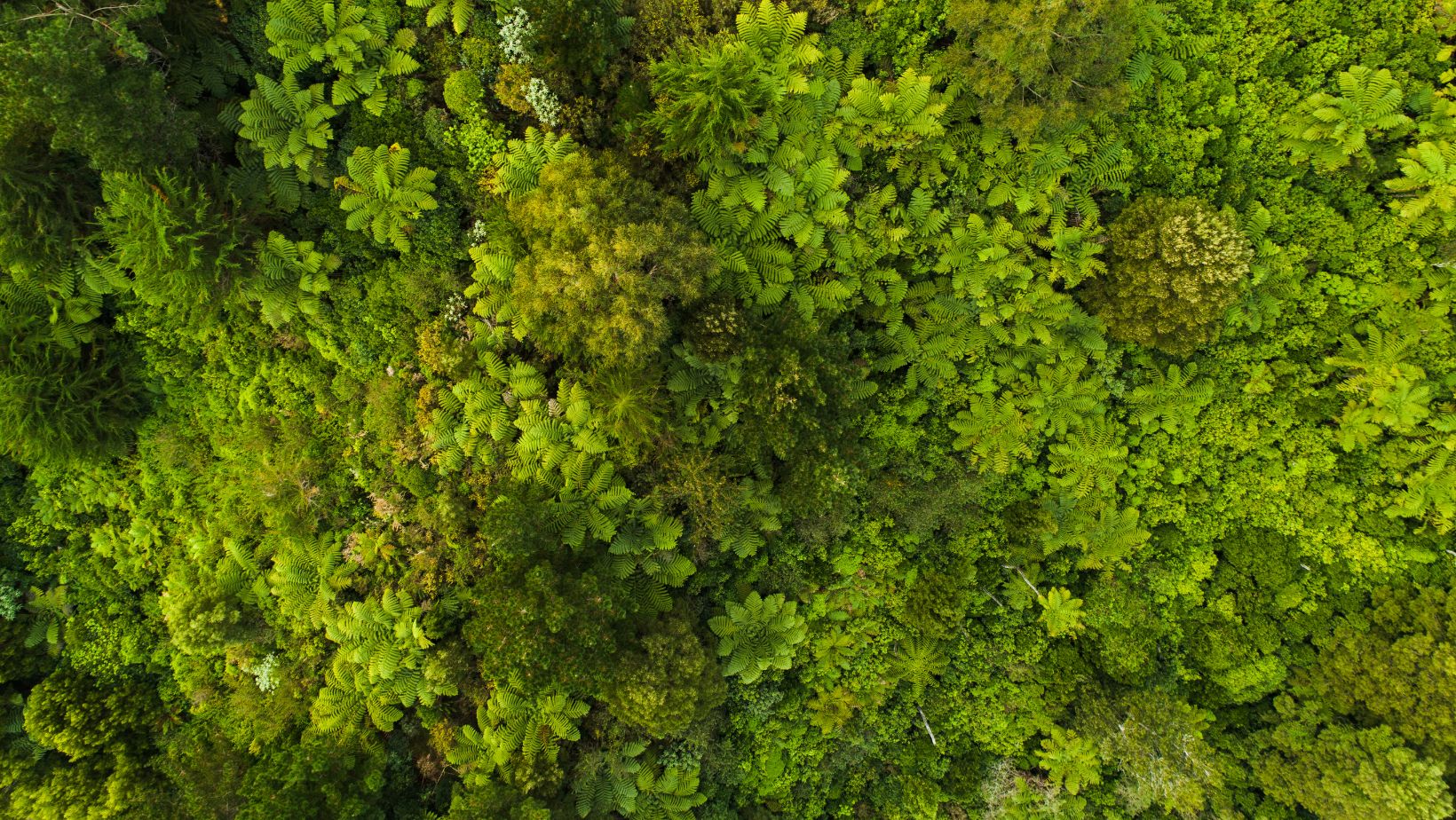 Read more about the article Boosting CPG Sustainability: Strategies for Eco-Friendly Brands and Market Success
